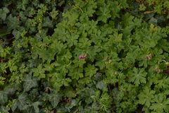 Geranium macrorrhizum