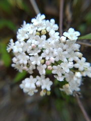 Viburnum erosum