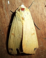 Ophiusa disjungens