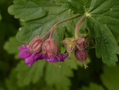 Geranium macrorrhizum