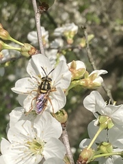 Sphecomyia vittata