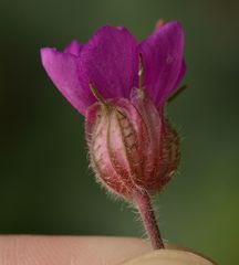 Geranium macrorrhizum