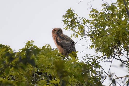 Great Horned Owl photographed in Mississippi
