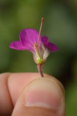Geranium macrorrhizum