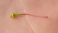 Geranium macrorrhizum