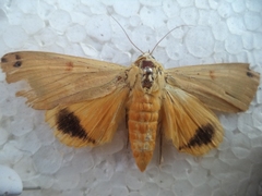 Ophiusa disjungens