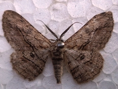 Hypomecis transcissa