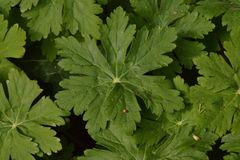 Geranium macrorrhizum