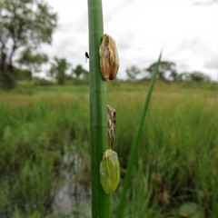 Afrixalus fornasini