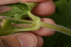 Geranium macrorrhizum