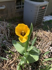Tulipa