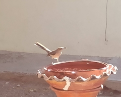 Mimus polyglottos