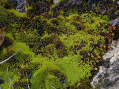 Trichostomum crispulum