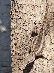 Sceloporus clarkii