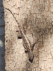 Sceloporus clarkii