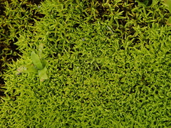 Trichostomum crispulum