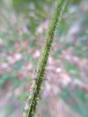 Diplazium kawakamii