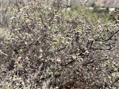 Drosanthemum globosum