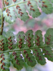 Diplazium kawakamii
