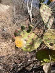 Opuntia decumbens