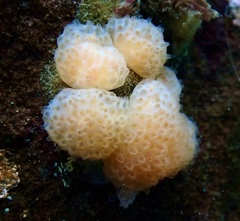 Eudistoma