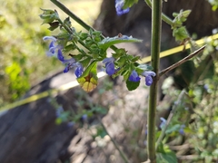Salvia longispicata