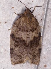 Choristoneura conflictana