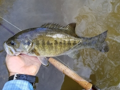 Micropterus treculii