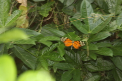 Heliconius ismenius