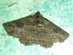Anisoneura salebrosa