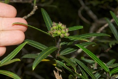 Pseudopanax linearis