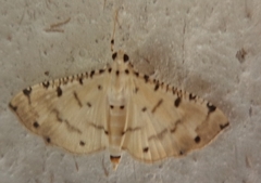 Pycnarmon cribrata