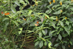 Heliconius ismenius