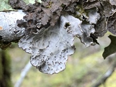 Lobaria hallii