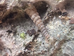 Brachypodella speluncae