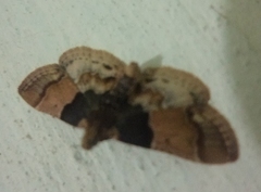 Pyralis pictalis
