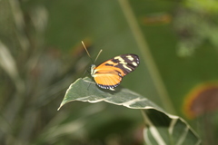 Heliconius ismenius