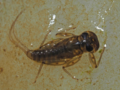 Rhithrogena semicolorata
