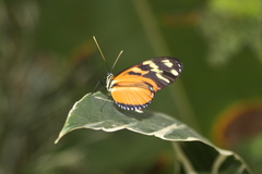 Heliconius ismenius