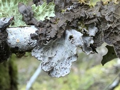Lobaria hallii