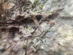 Brachypodella speluncae