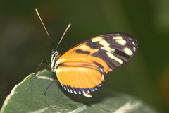 Heliconius ismenius