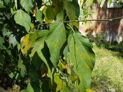 Morus celtidifolia