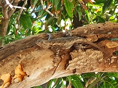 Sceloporus clarkii