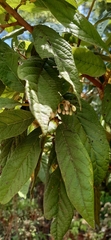 Quercus polymorpha