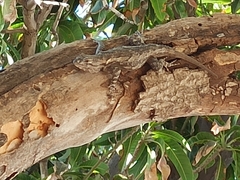 Sceloporus clarkii