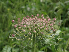 Daucus carota