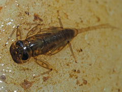 Rhithrogena semicolorata