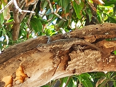 Sceloporus clarkii