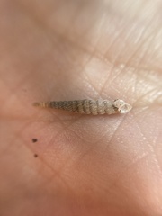 Brachypodella speluncae